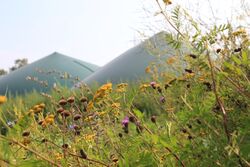 Biogasanlage mit Input: Wildpflanzen