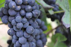Weintrauben am Weinstock