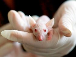 Tierversuche: weiße Maus in Hand in Plastikhandschuh