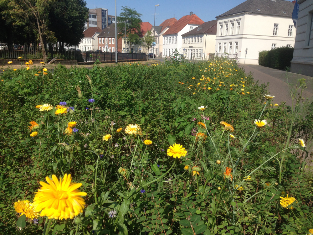 Blühstreifen Huntestraße Oldenburg