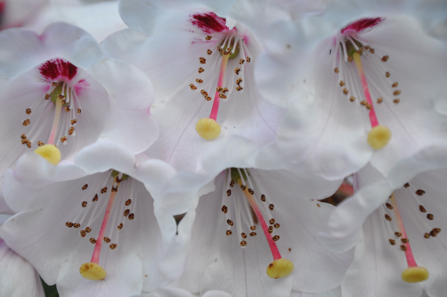 Sechs weiße glockenförmige Blüten mit buntem Innenleben
