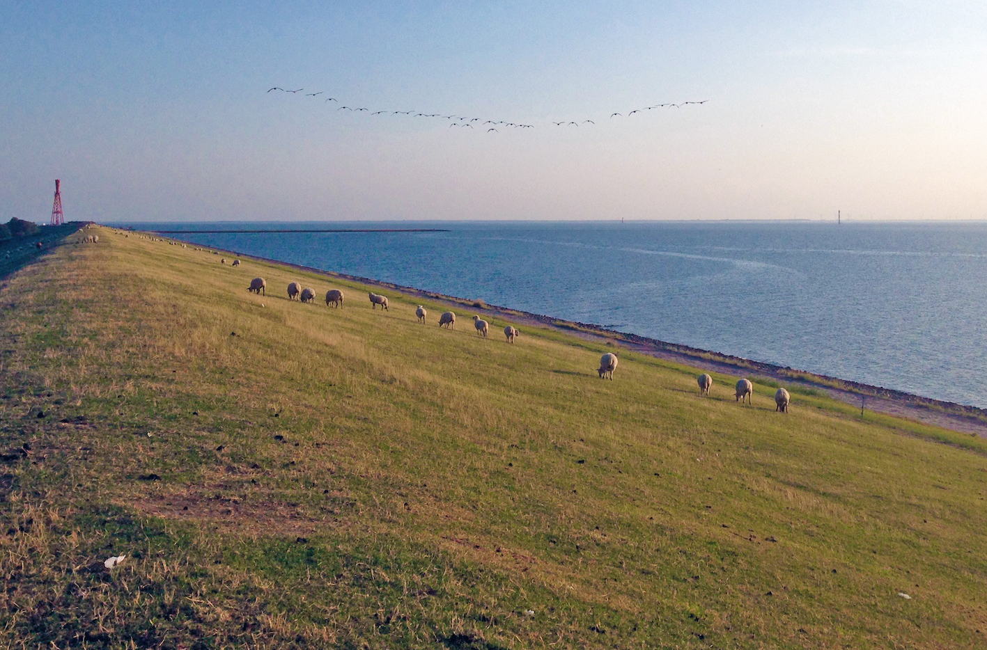 Eckwarderhörne: Deich mit Schafen, dahinter Meer, am Horizont Gänse