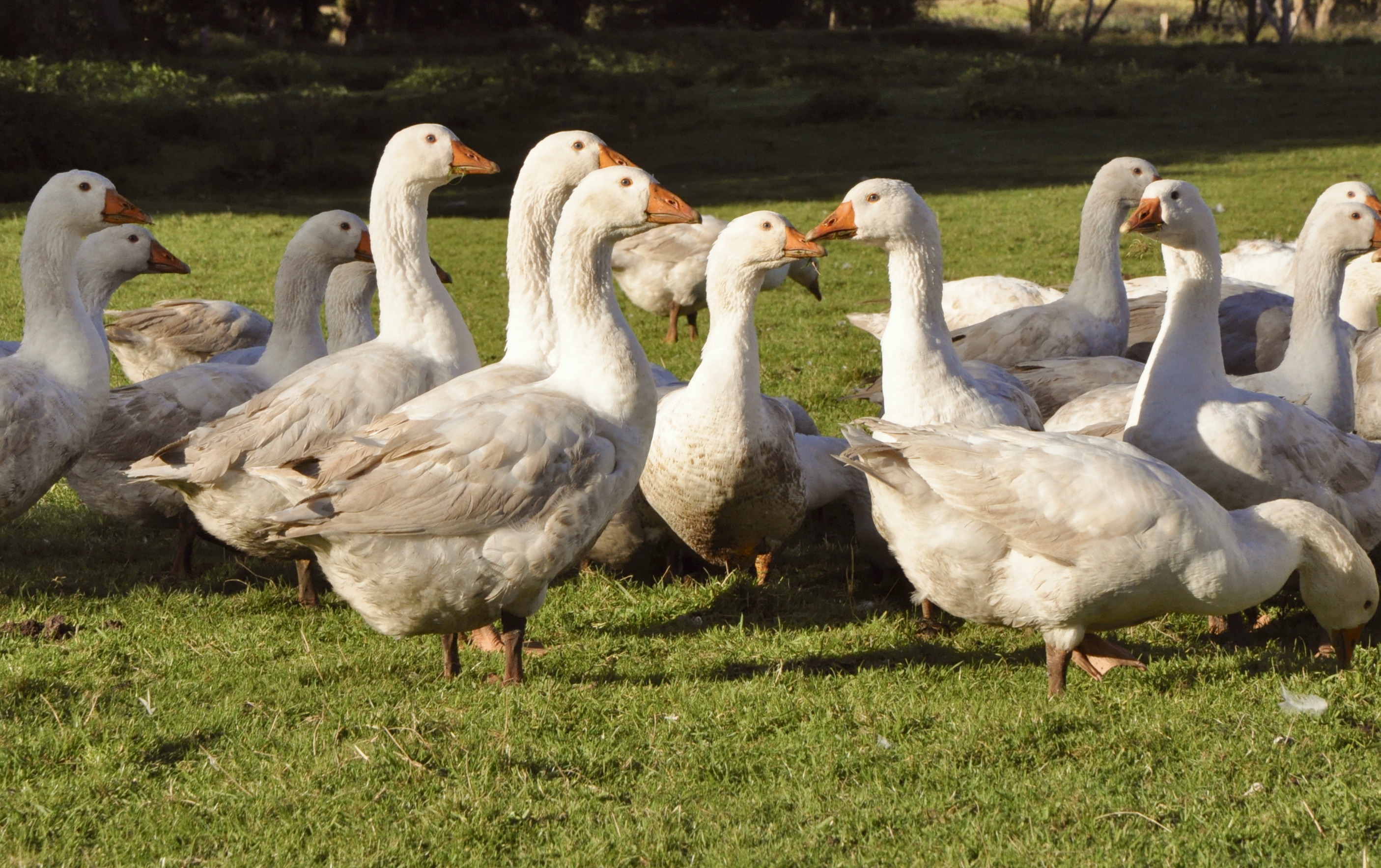 Schar von Gänsen