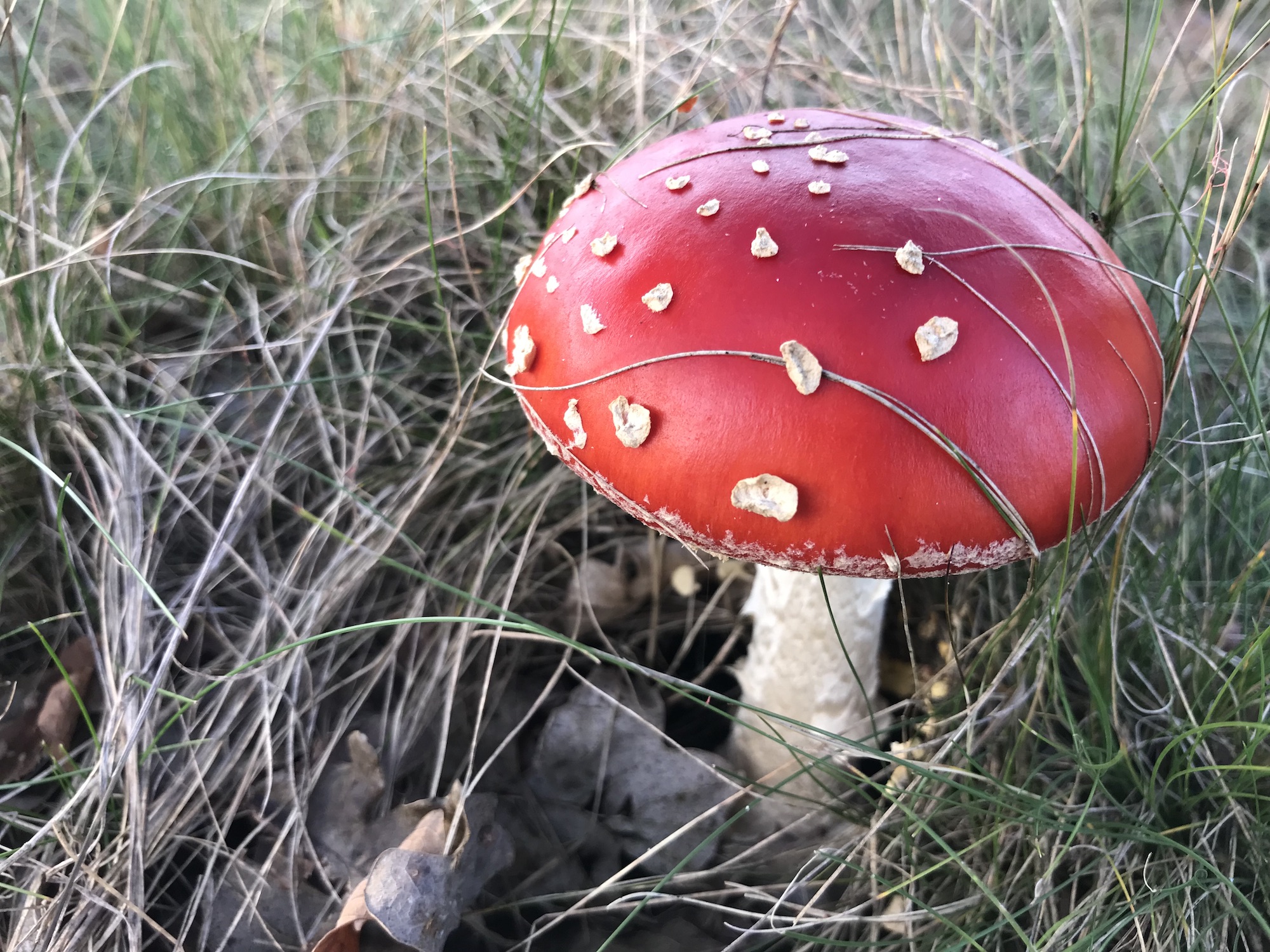 Knallroter Fliegenpilz mit sich wölbenden hellen Punkten