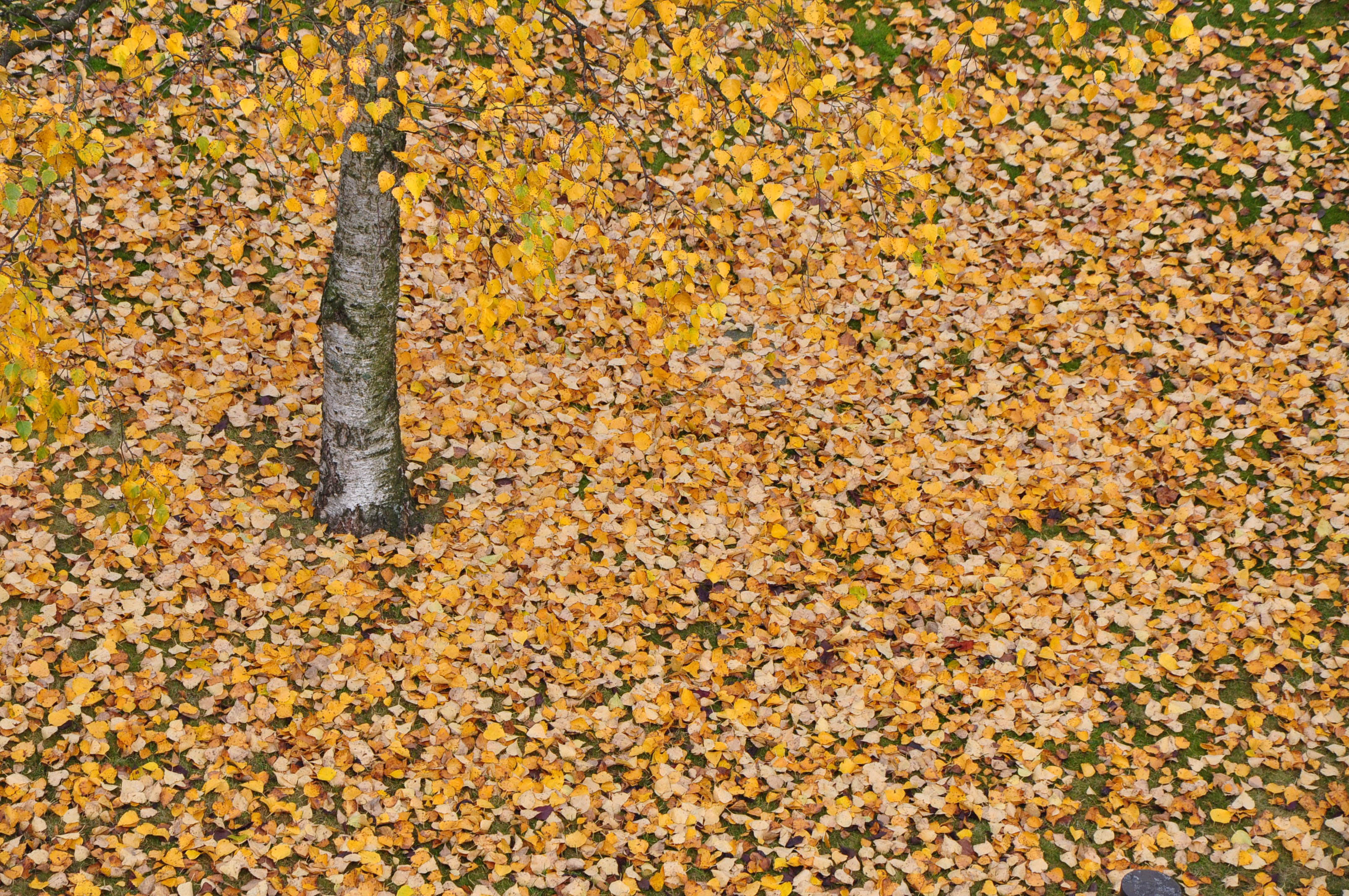 Herbstlaub in Gelb-Orange-Braun-Tönen