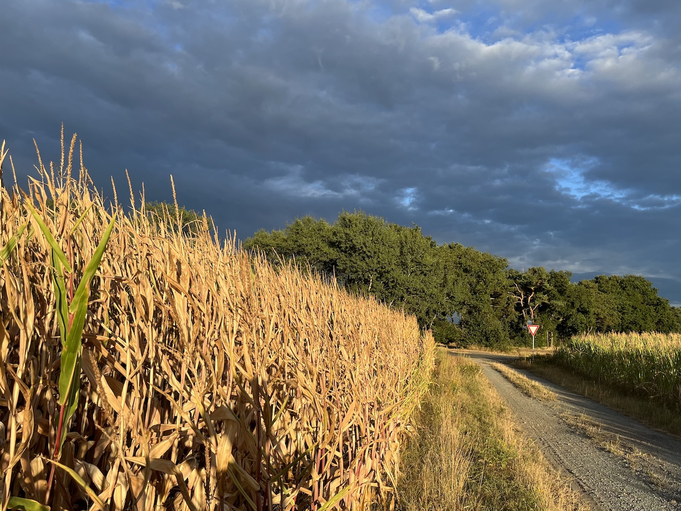 Von Sonne beschienenes Maisfeld am Rande eines Weges. Darüber: geballte dunkle Regenwolken mit Aufbrüchen, die blauen Himmel freilegen