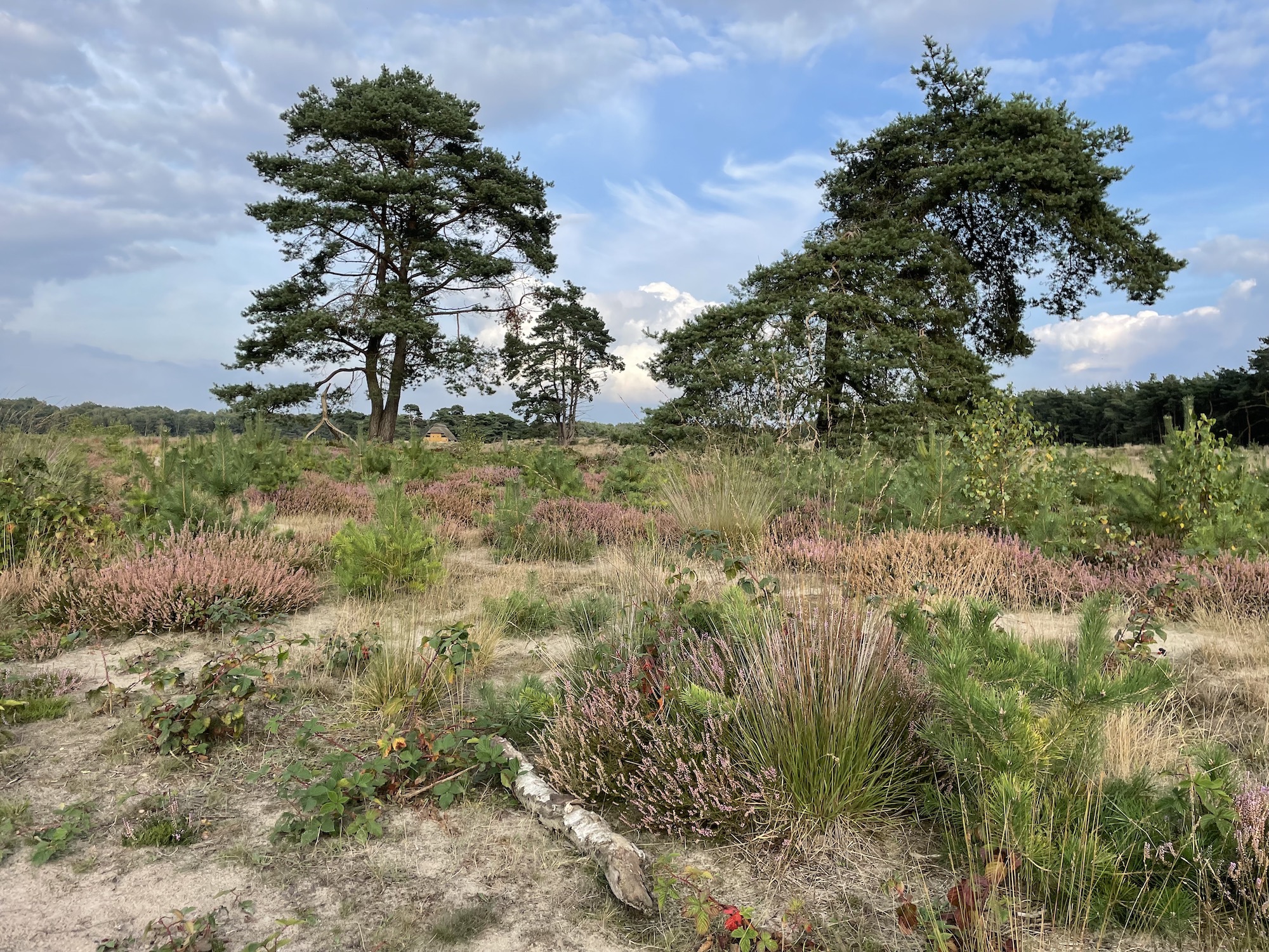 Heidelandschaft Thülsfelder Talsperre: blühende Besenheide auf Sandboden, Kiefern, Schafstall