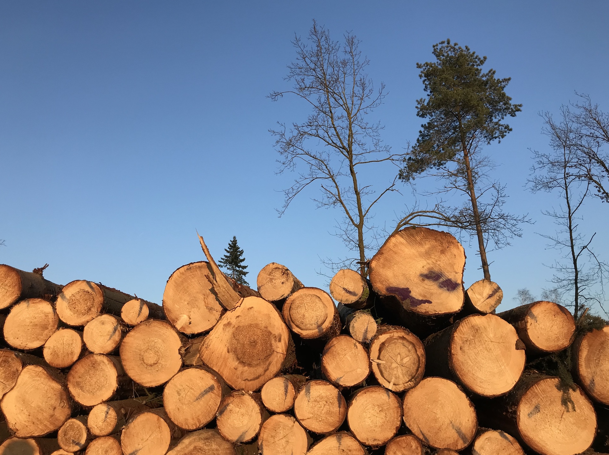 Von Wintersonne beschienene Schnittflächen eines hohen Holzstapels. Im Hintergrund drei aufstrebende, feingliedrige Bäume