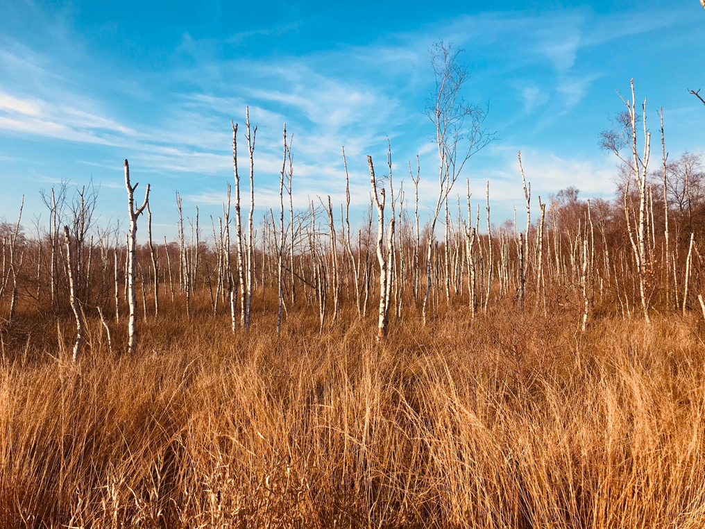 Blauer Himmel über dem Ipweger Moor, abgestorbene Birken