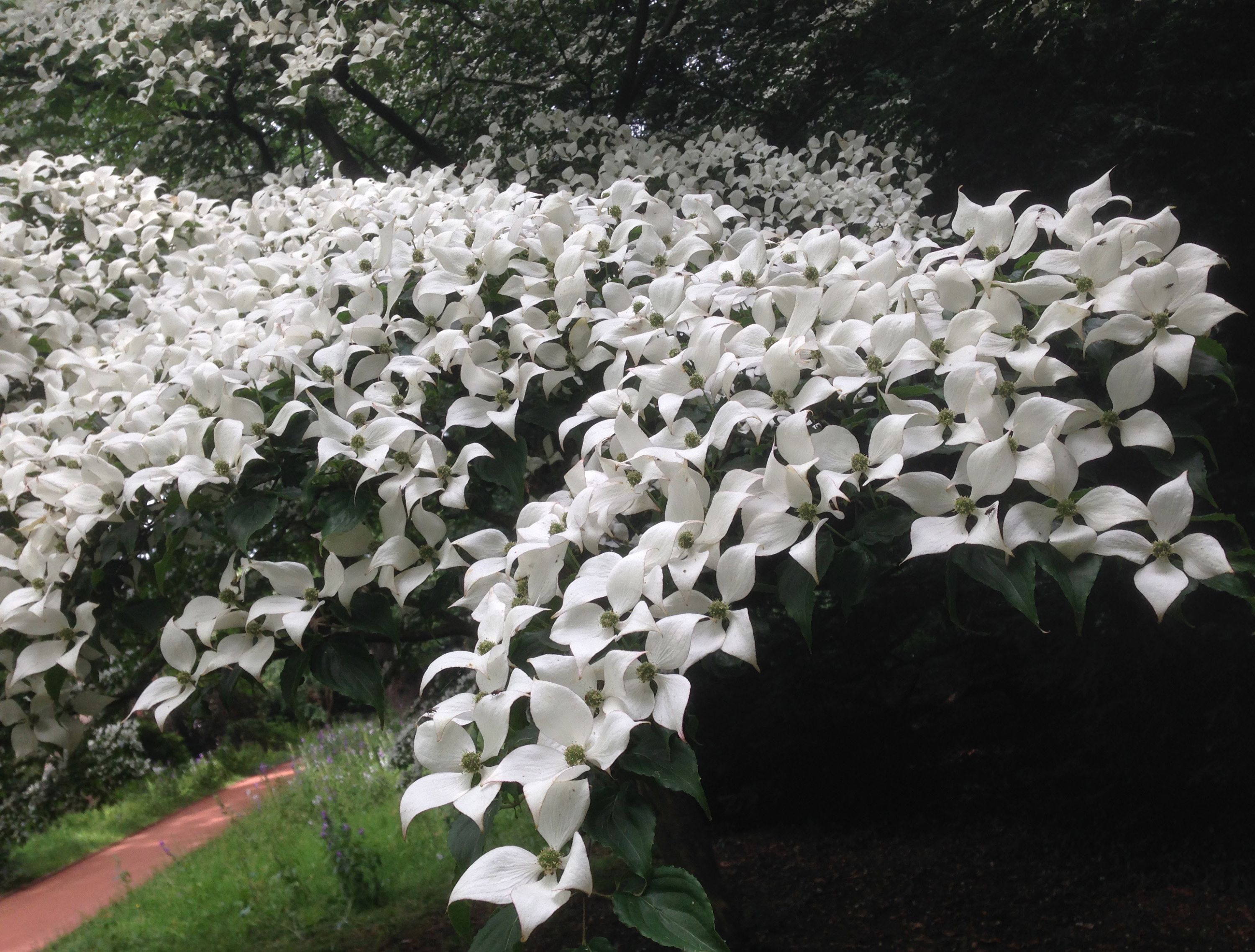 Meer von weißen Blüten in Oldenburg. Oder sind es Schmetterlinge?