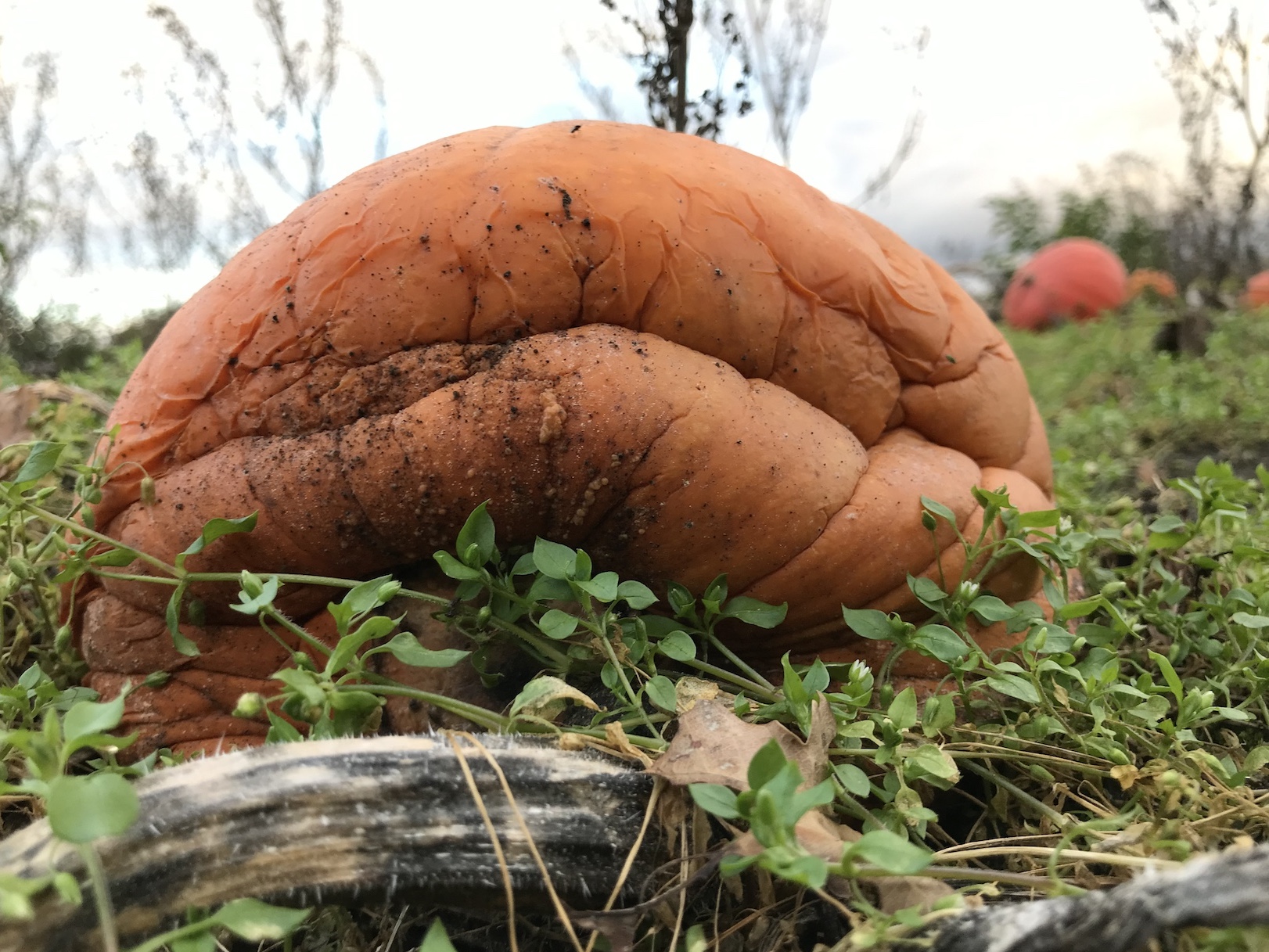 Zusammengefallener Kürbis auf dem Feld