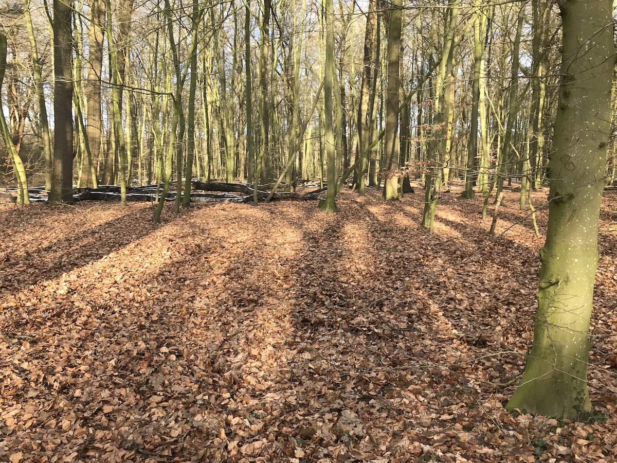 Vollkommen mit Herbstlauf bedeckter Waldboden; dicht stehende kahle Bäume im Hintergrund. Sonne fällt auf Waldboden und Bäume.
