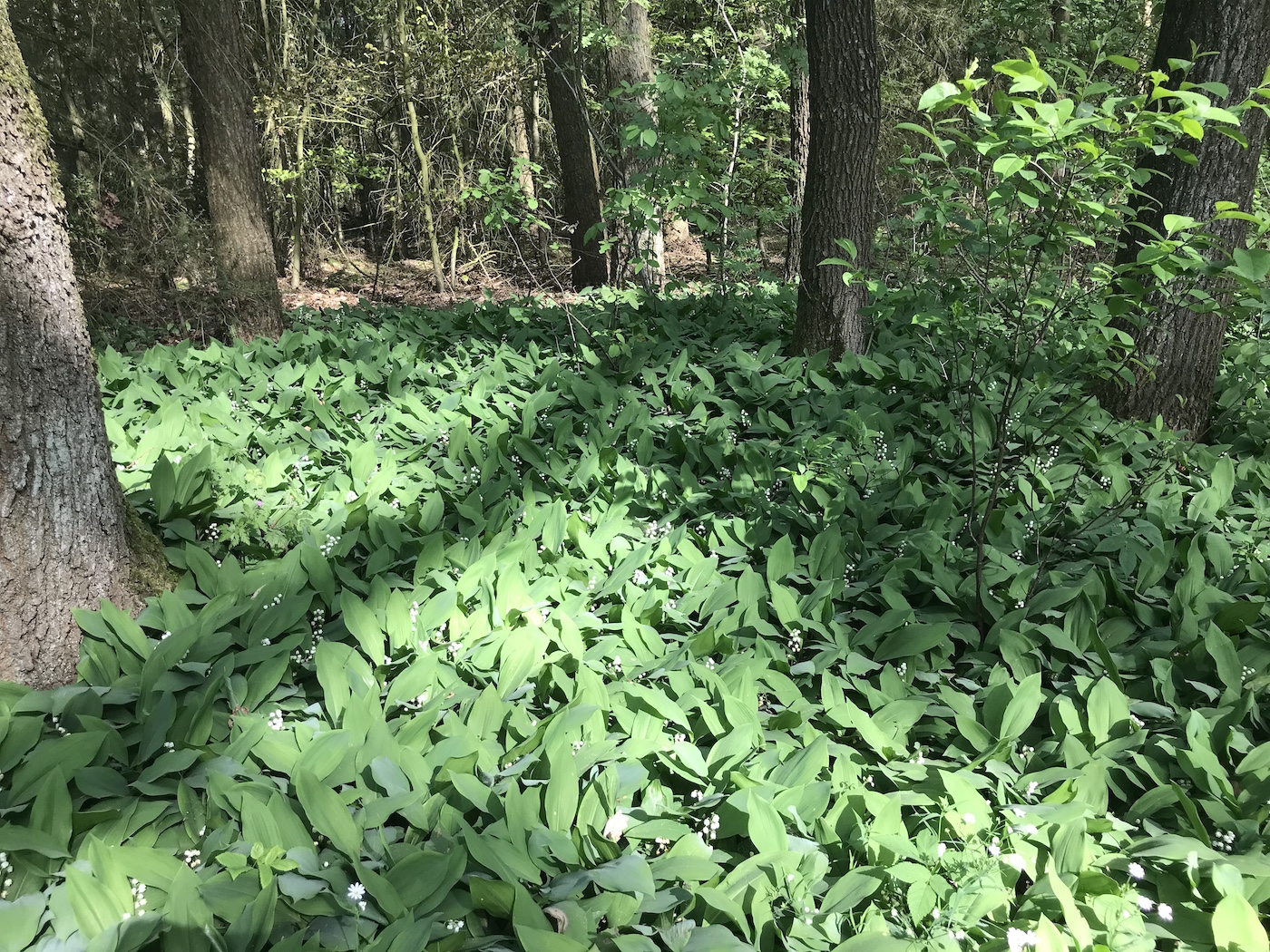 Ein ganzer Tuff von blühenden Maiglöckchen bedeckt den Waldboden zwischen Bäumen.