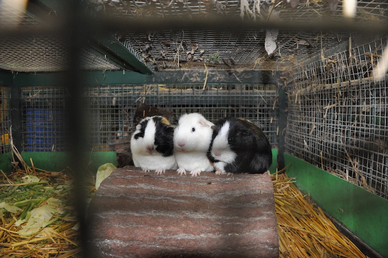 Drei Meerschweinchen, eng aneinandergeschmiegt, in einem Käfig