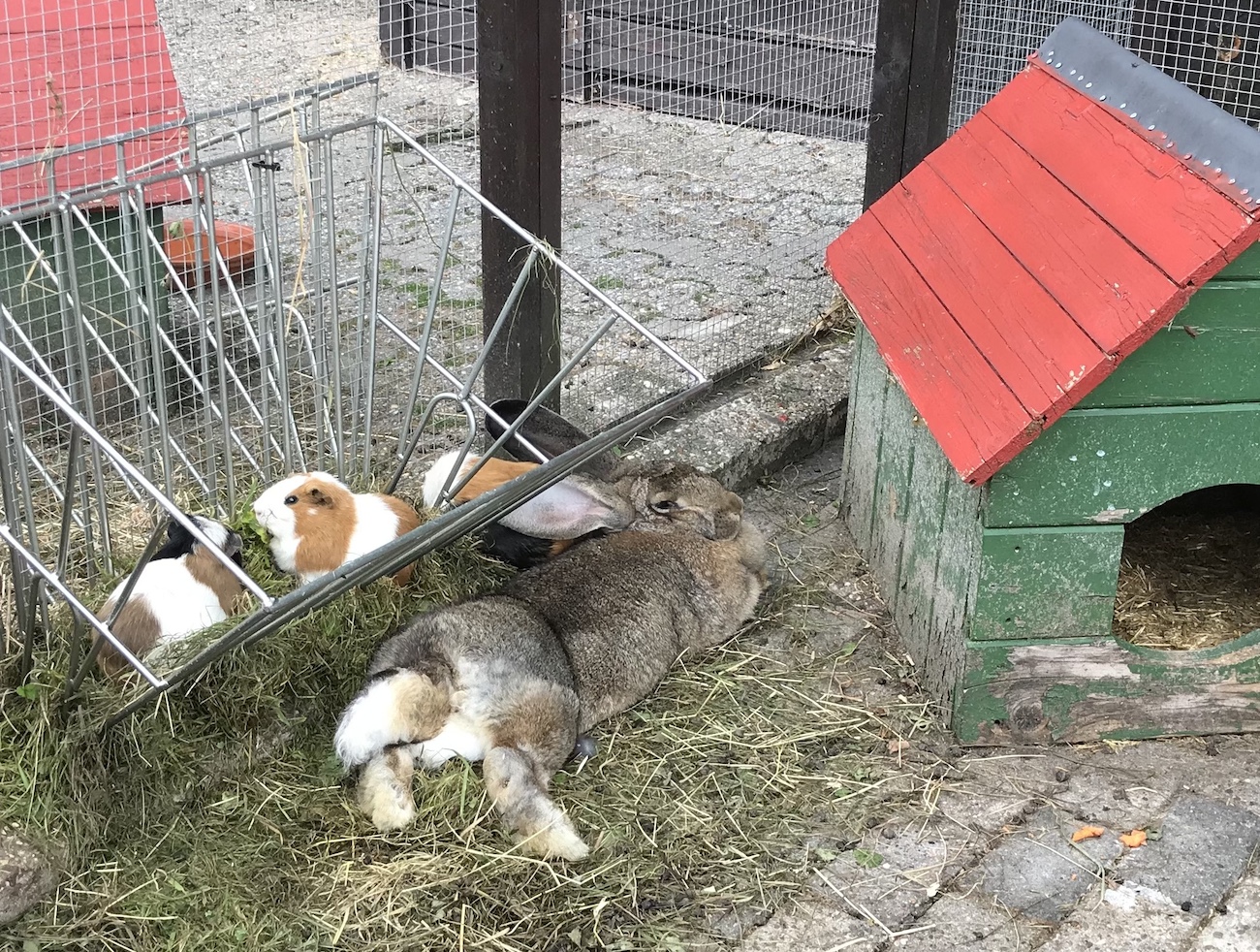 Streichelzoo: Meerschweinchen sitzen in Futterkrippe und fressen, lang gestreckter Hase lehnt sich an