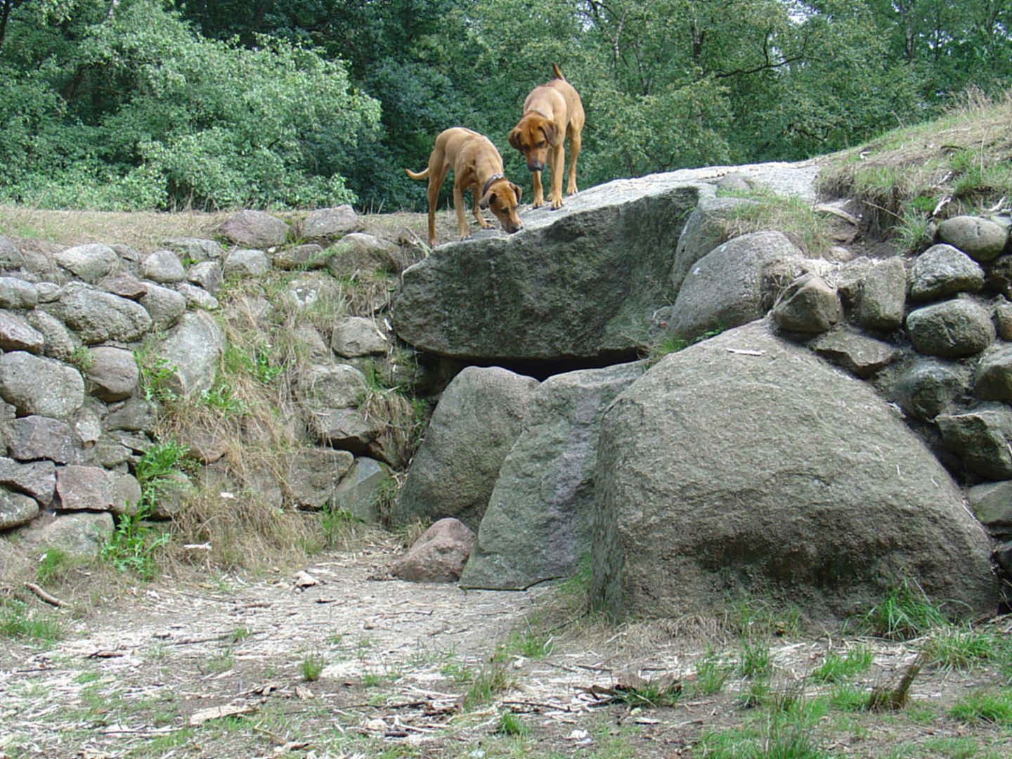 Wildeshauser Geest. Straße der Megalithkultur. Kleinenknetener Steine. Zwei Hunde über dem Ganggrab