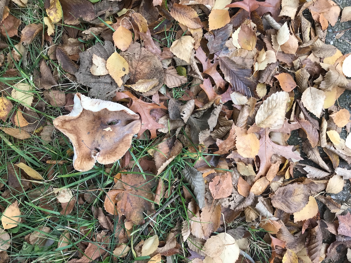 Abgefallene, herbstlich gefärbte Blätter auf einer Wiese. Darunter ein Pilz, der aussieht wie ein Blatt.