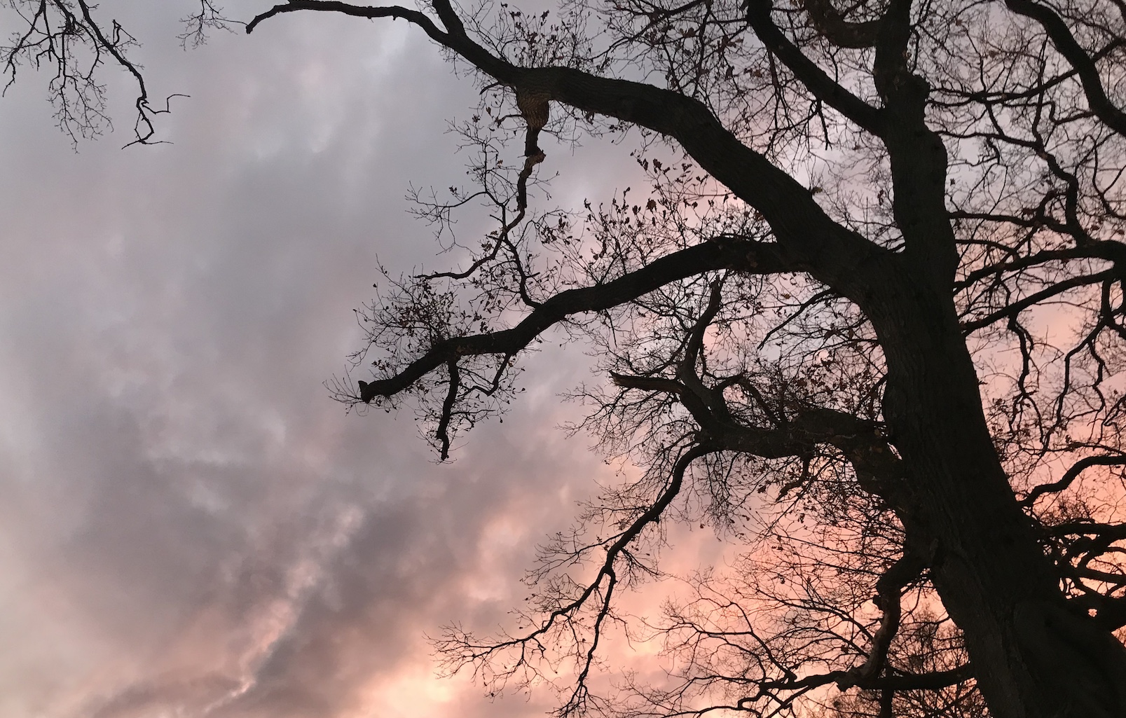 Blick durch einen blätterlose Äste eines Baumes auf einen Wolkenspiel aus Grau und Orange-Rosa