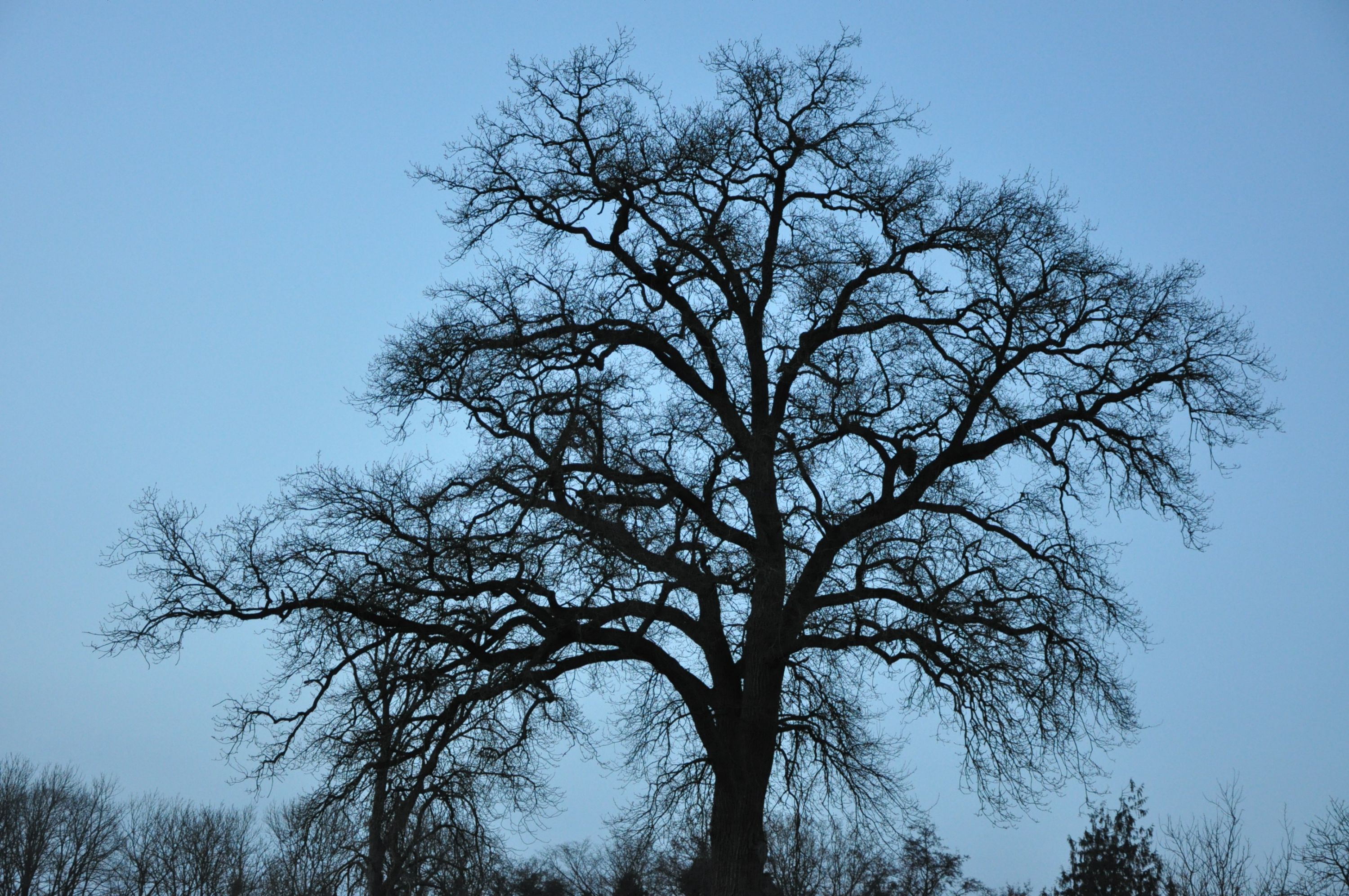 Alleinstehender blätterloser Baum vor bläulichem Dämmerhimmel