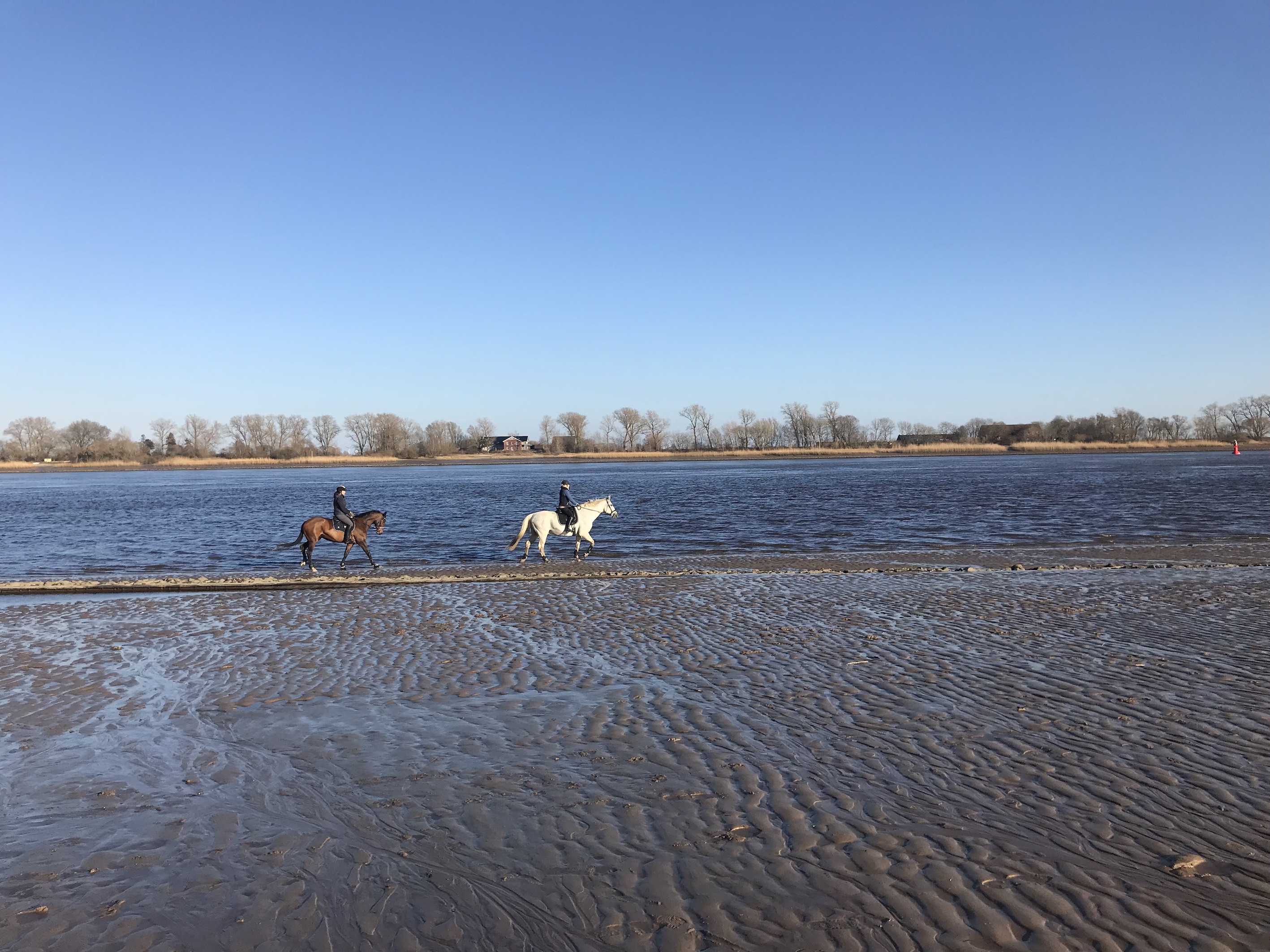 Strandritt, zwei Reitpferde, am Weserstrand bei Oberhammelwarden, Wesermarsch, ablaufendes Wasser, Rinnen im Sand
