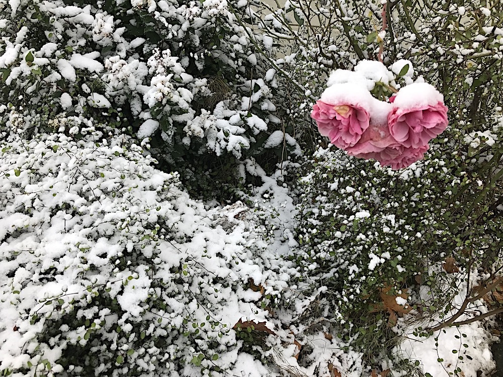 Rosa Rose, von Schnee bedeckt