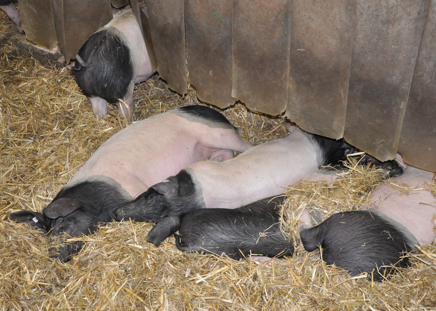 Bunte Bentheimer Schweine ruhen in dicker Strohschicht