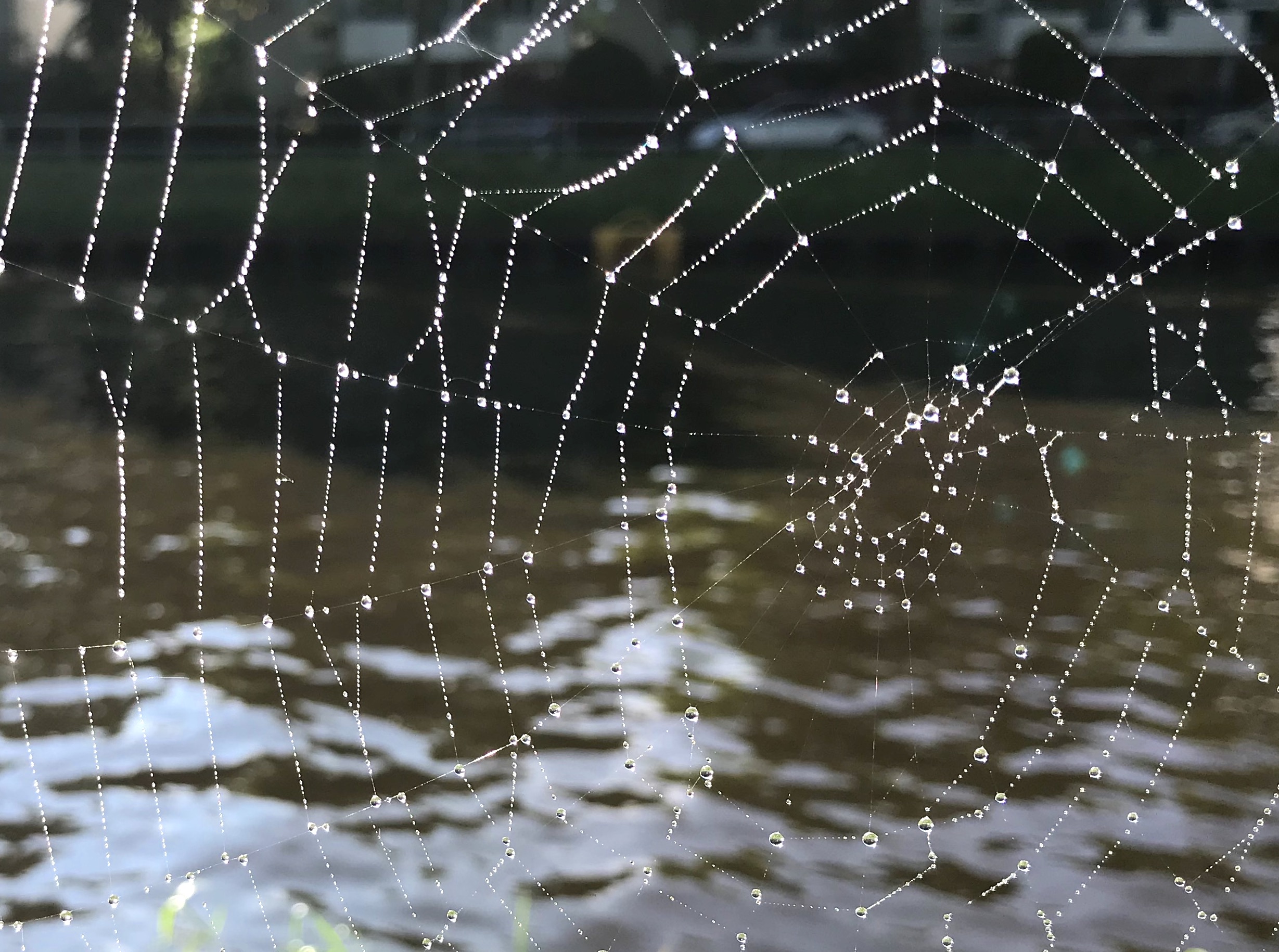 Spinnennetz am Rande eines Flusses. Die feinen Fäden sind mit unzähligen glänzenden Wassertropfen versehen.