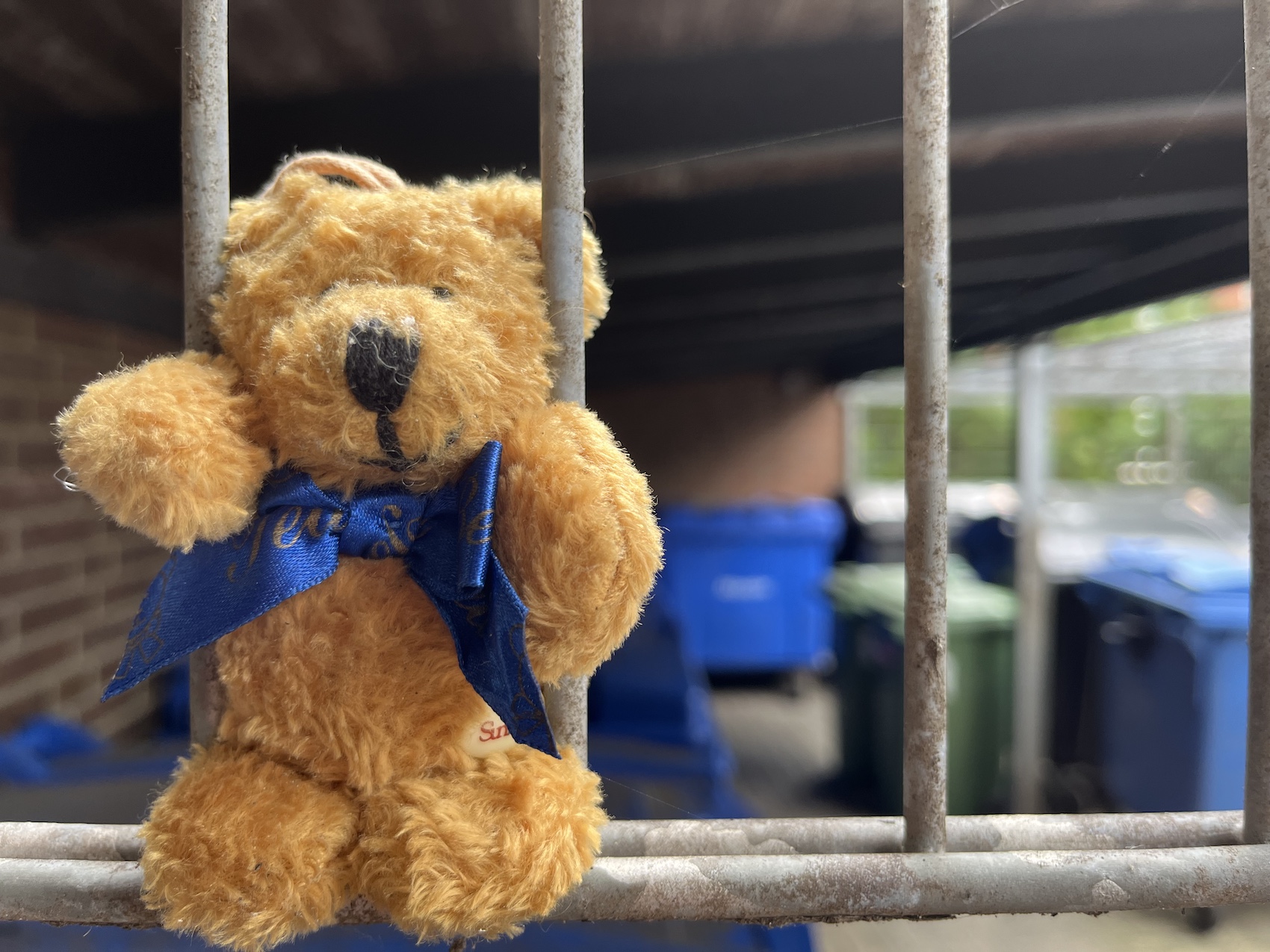 Stofftier Teddybär an Gitterstäben vor Mülltonnen befestigt