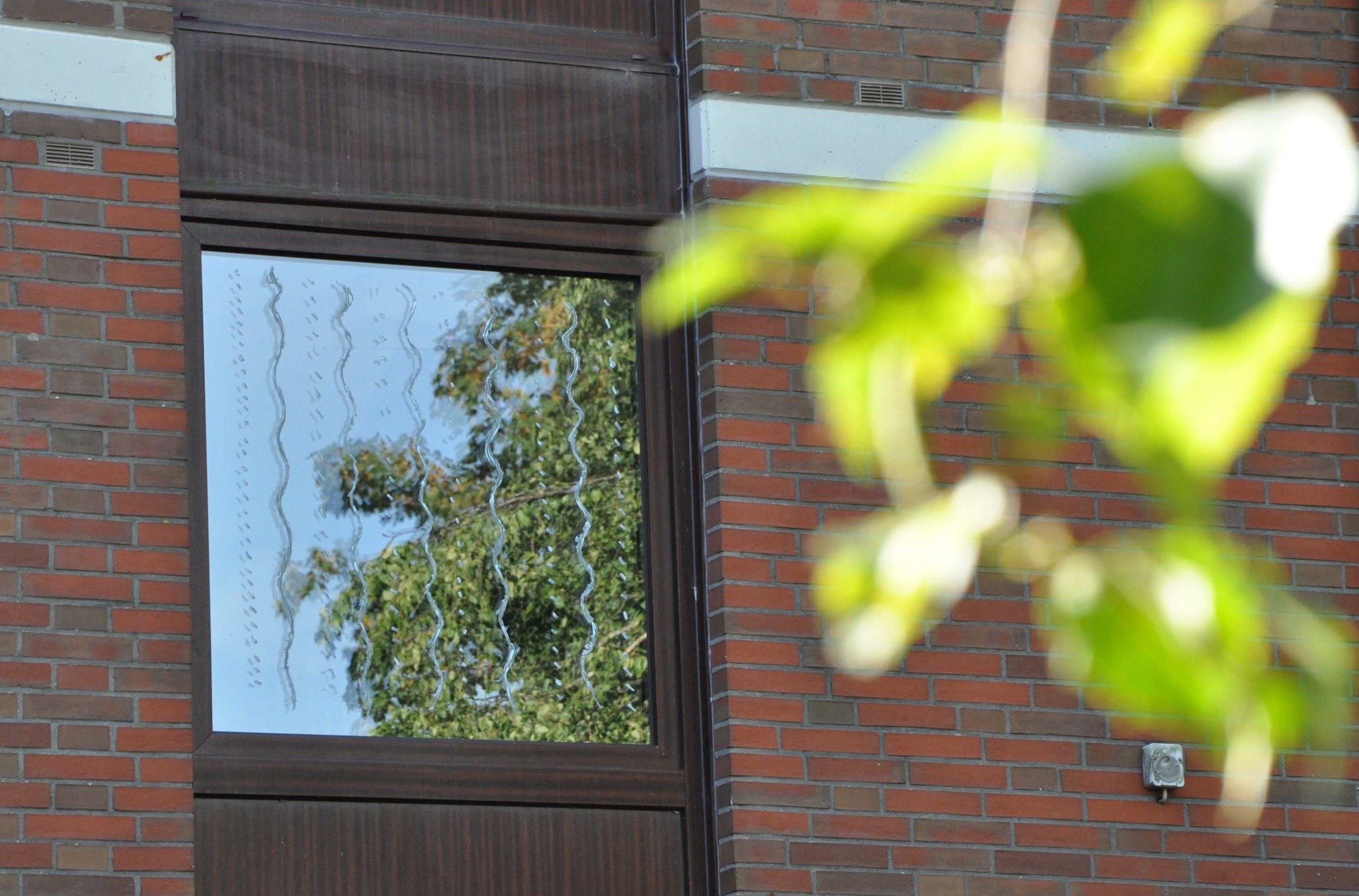 Spiegelung von Baum und Himmel im Fenster. Vogelschutz: Aufgemalte Wellen, um Spiegelung zu brechen