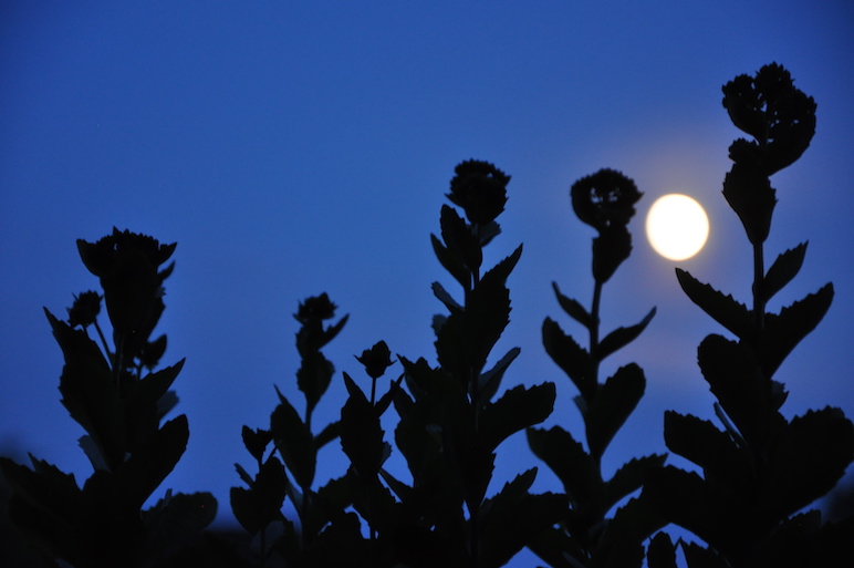 Blauer Nachthimmel mit Vollmond. Im Vordergrund Pflanzen als schwarzer Schattenformen