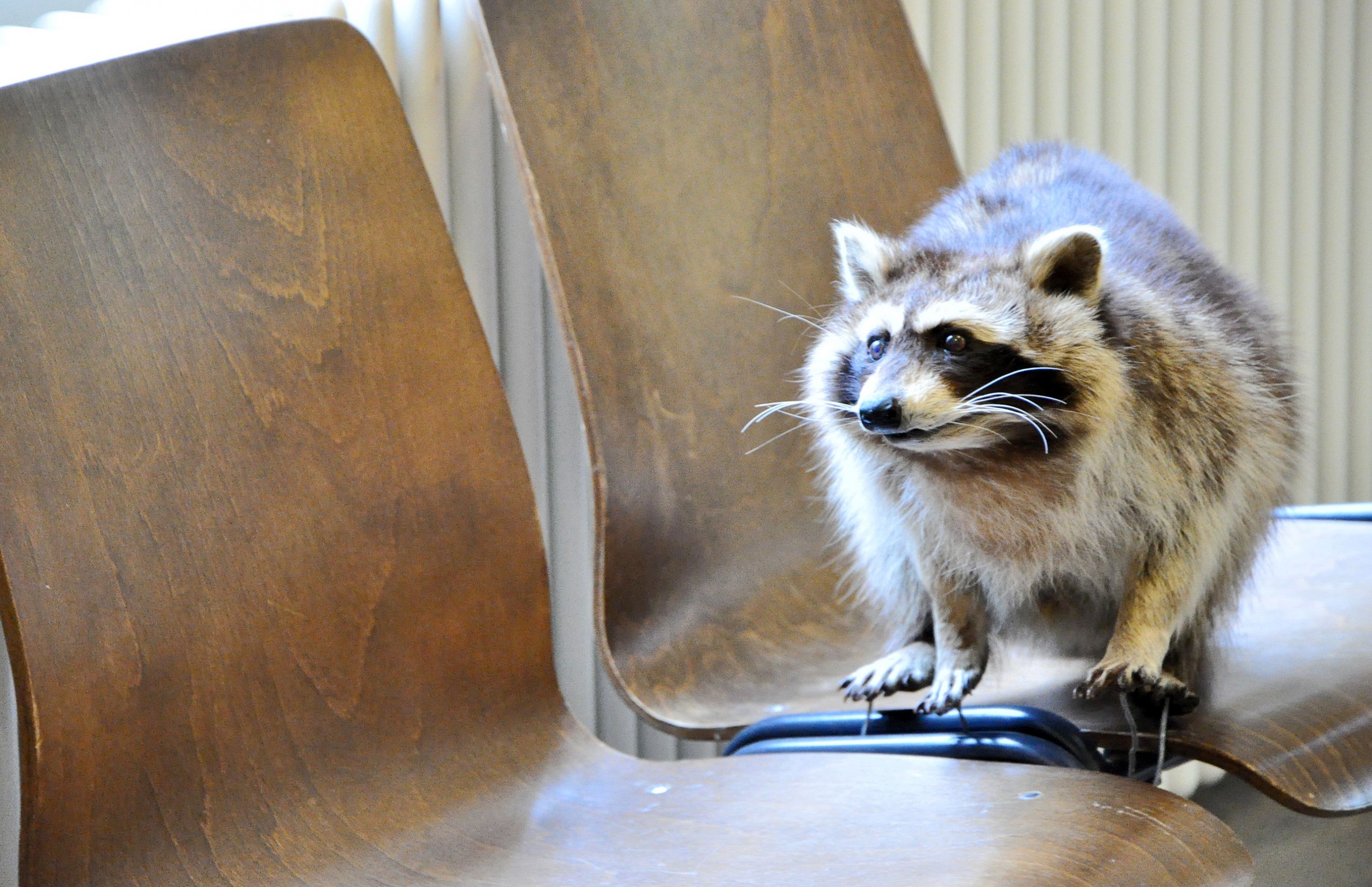 Waschbär-Tierpräparat auf Stühlen eines Klassenzimmers