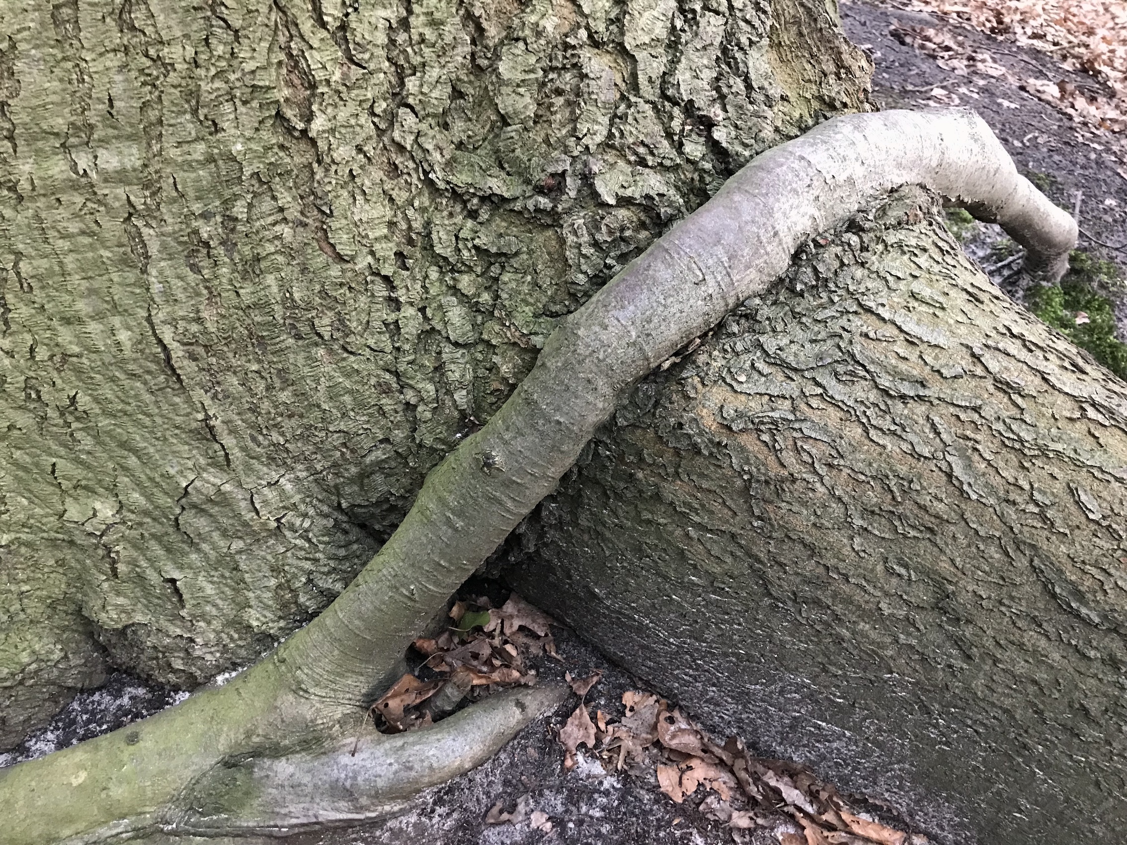 Barneführer Holz: Dicke Baumwurzel, umschlungen von jüngerer Wurzel eines anderen Baumes